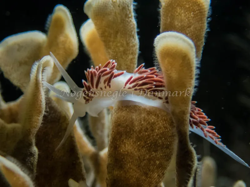 Coryphella verrucosa rufibranchialis - Søbadet - Foto: Kenneth Krull