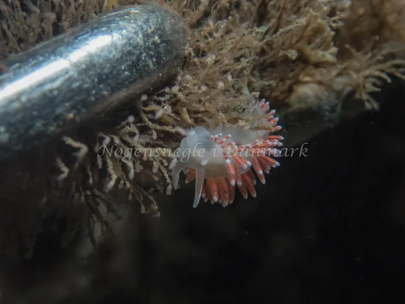 Coryphella verrucosa rufibranchialis - Søbadet - Foto: Kenneth Krull
