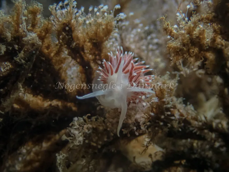 Coryphella verrucosa rufibranchialis - Søbadet - Foto: Kenneth Krull