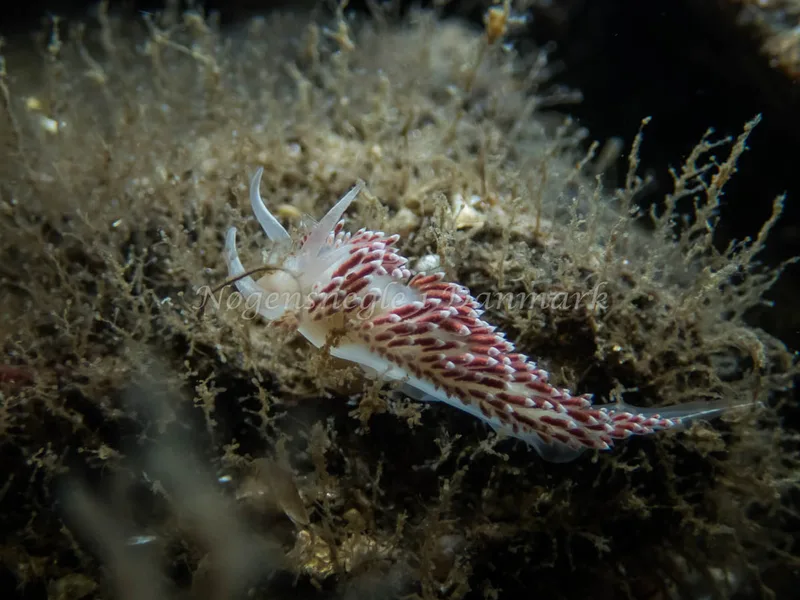 Coryphella verrucosa rufibranchialis - Søbadet - Foto: Kenneth Krull