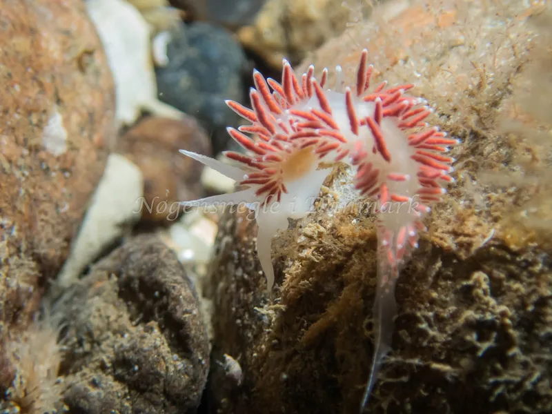 Coryphella verrucosa rufibranchialis - Søbadet - Foto: Kenneth Krull