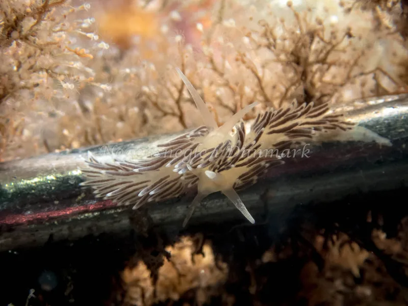 Cuthonella concinna - Søbadet - Foto: Kenneth Krull