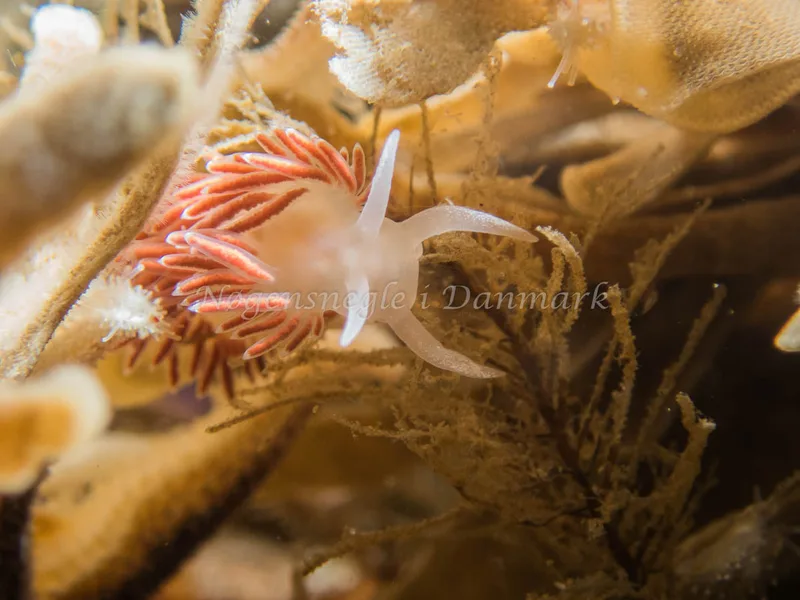 Coryphella verrucosa rufibranchialis - Søbadet - Foto: Kenneth Krull