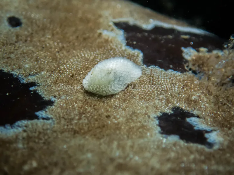 Onchidoris muricata - Søbadet - Foto: Kenneth Krull
