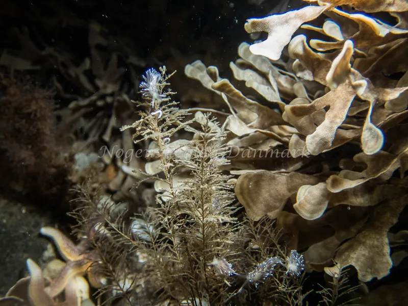 Cuthonella concinna - Søbadet - Foto: Kenneth Krull