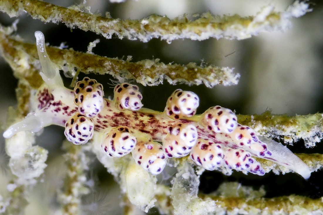 Diaphorodoris luteocincta hvid dorid med rødt rygfelt, gult kappebånd og langt, spidst haleafsnit.