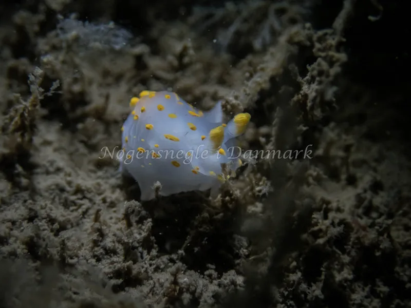 Polycera quadrilineata - Cementbåden (Vrag) - Foto: Kenneth Krull