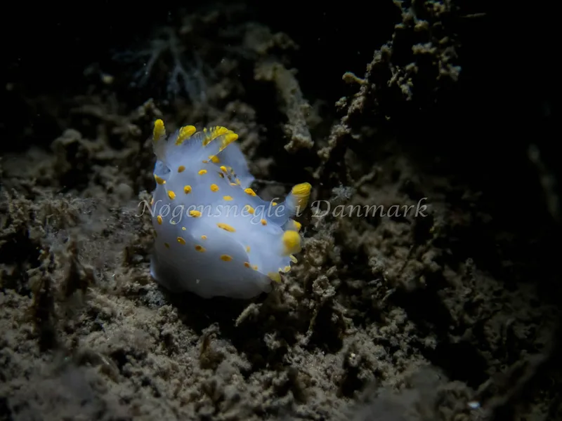 Polycera quadrilineata - Cementbåden (Vrag) - Foto: Kenneth Krull