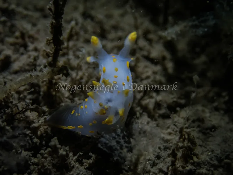 Polycera quadrilineata - Cementbåden (Vrag) - Foto: Kenneth Krull
