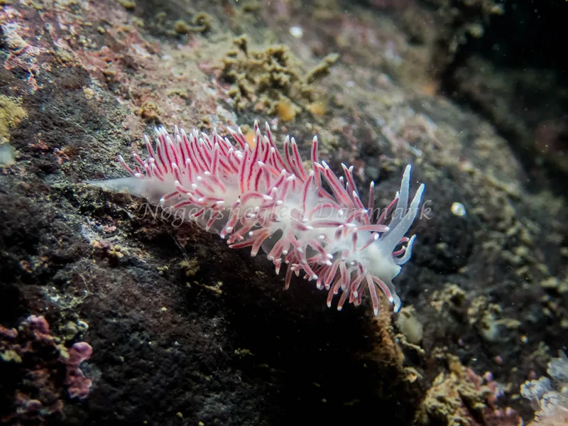 Carronella pellucida - Cementbåden (Vrag) - Foto: Kenneth Krull