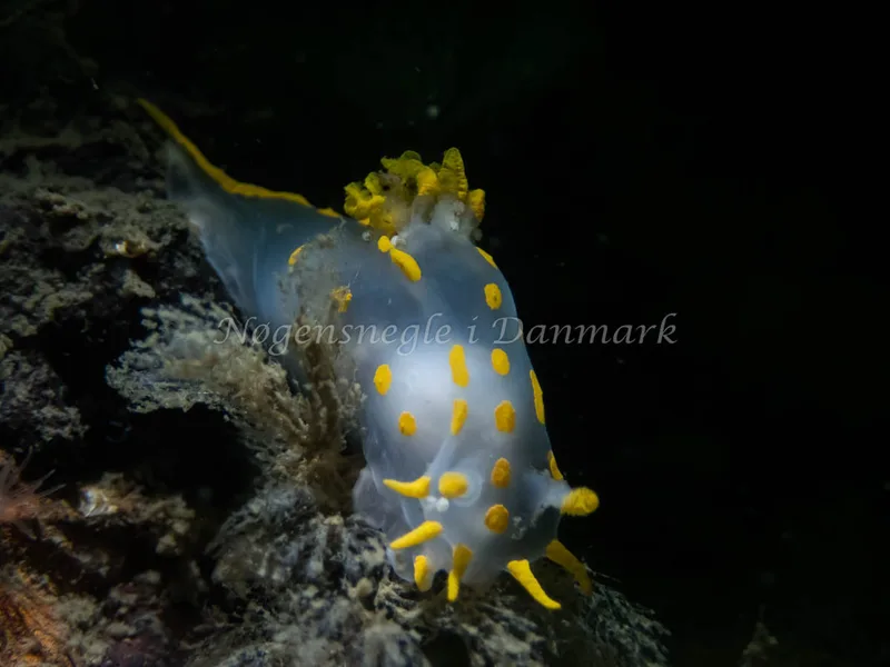 Polycera quadrilineata - Cementbåden (Vrag) - Foto: Kenneth Krull