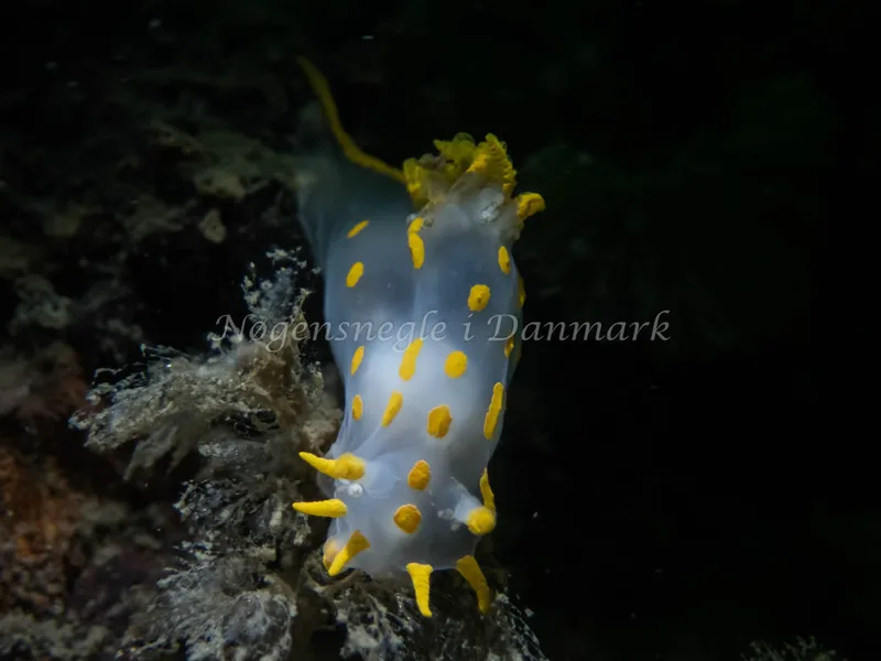 Polycera quadrilineata - Cementbåden (Vrag) - Foto: Kenneth Krull