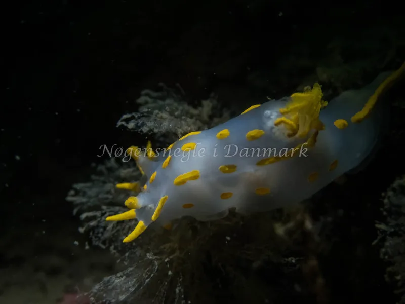 Polycera quadrilineata - Cementbåden (Vrag) - Foto: Kenneth Krull