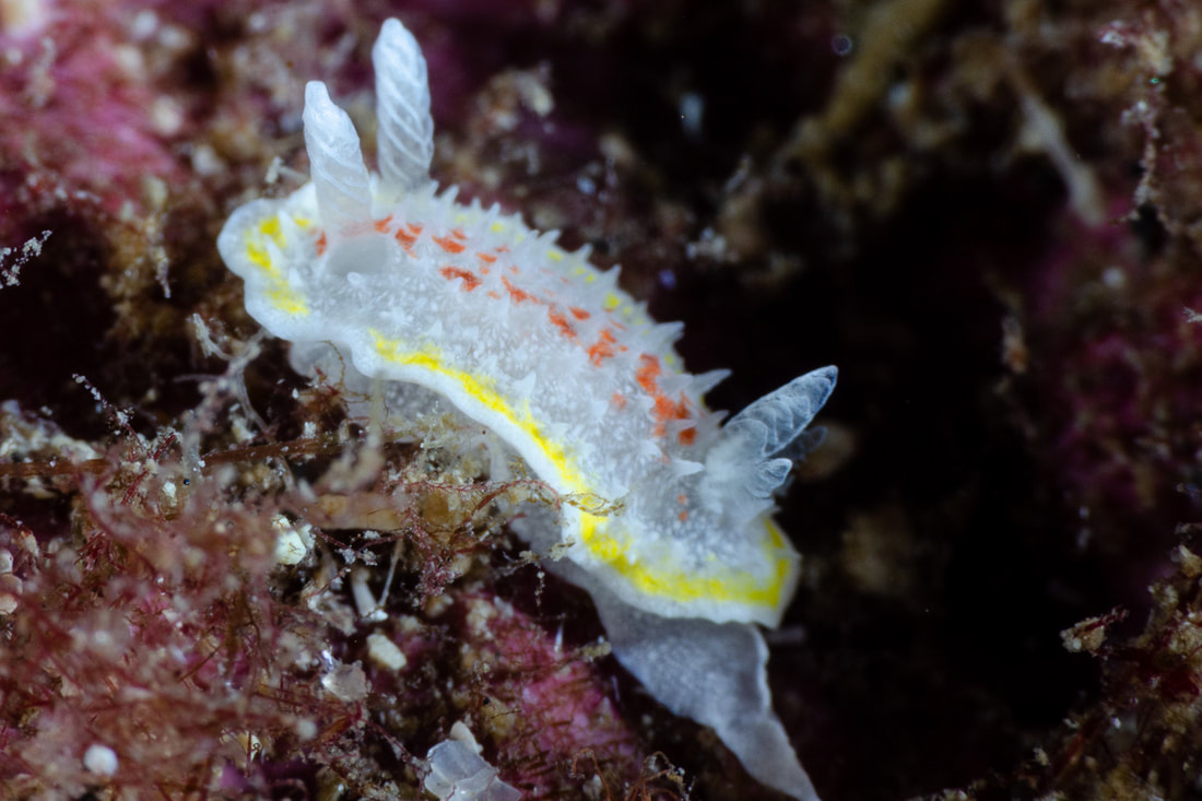 Diaphorodoris luteocincta hvid dorid med rødt pigmentfelt, gult kappebånd, rhinoforer og langt haleafsnit.
