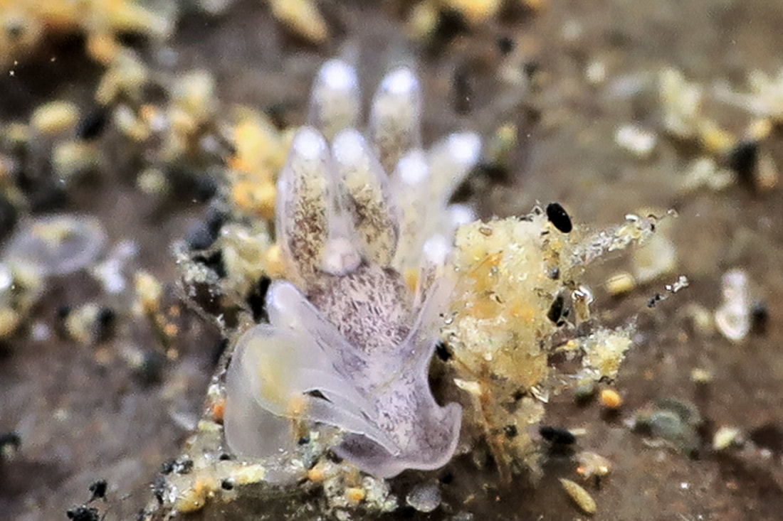Tenellia adspersa semitransparent lysgrå, langt haleafsnit, spredte mørke pletter og få cerata.