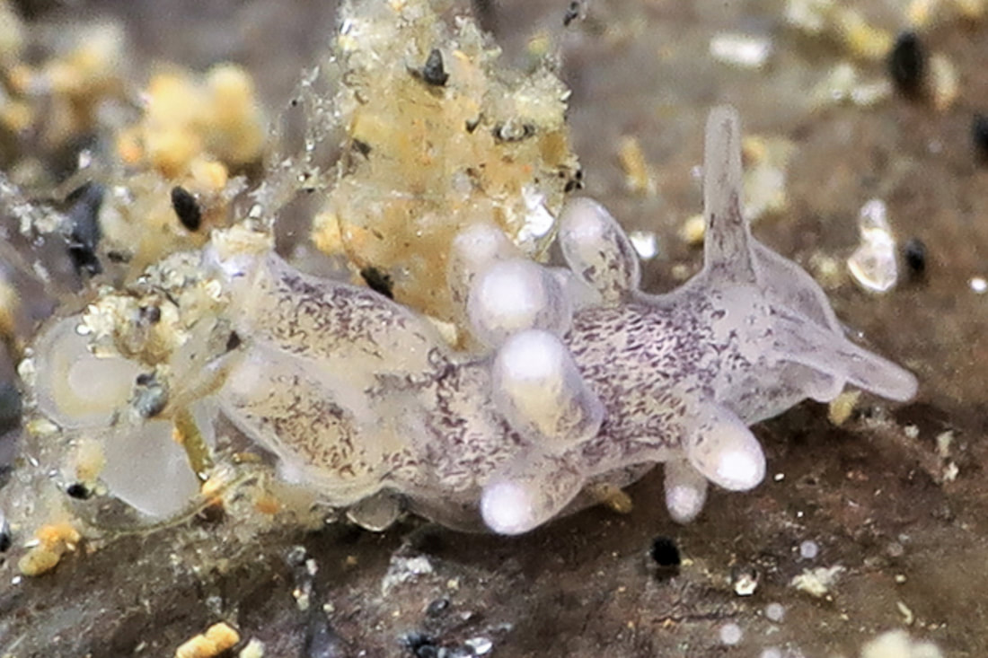 Tenellia adspersa semitransparent hvidlig, spadeformet mundflig, glatte rhinoforer og kølleformede cerata med lyse toppe.