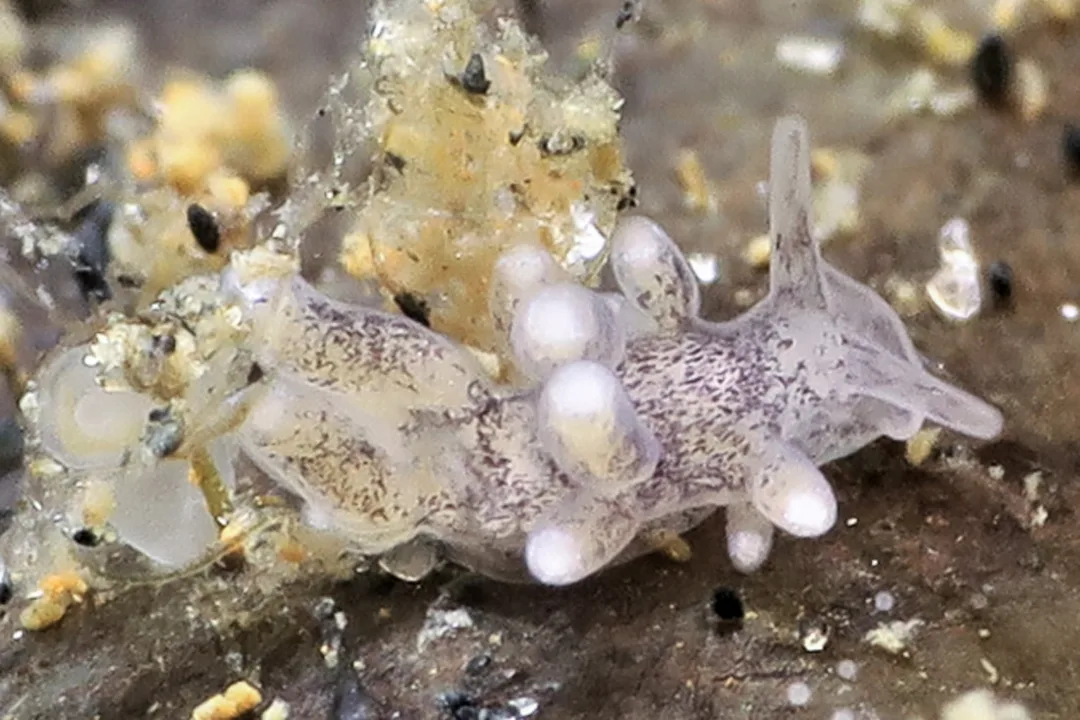 Tenellia adspersa semitransparent hvidlig, spadeformet mundflig, glatte rhinoforer og kølleformede cerata med lyse toppe.