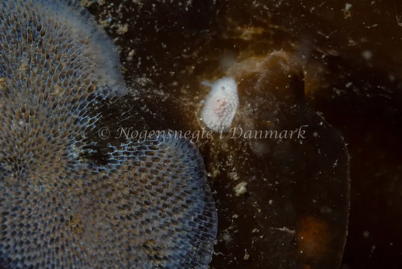 Onchidoris muricata - Lyngsbo Strand - Foto: Tina Hindal