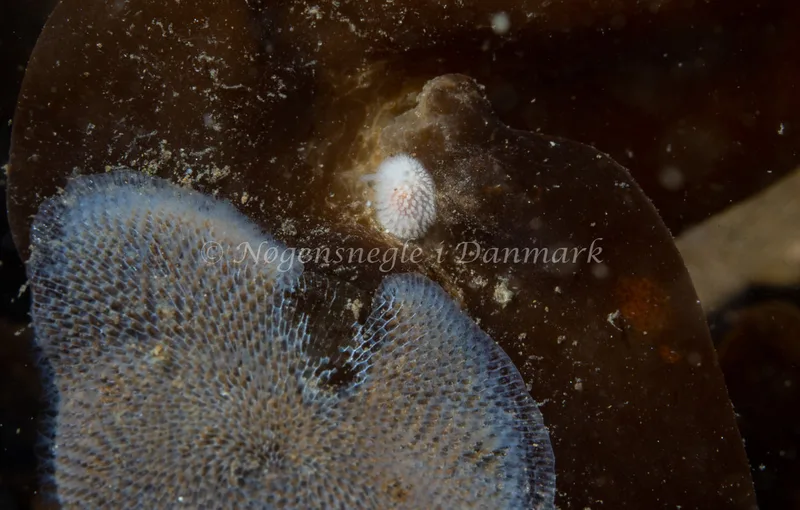 Onchidoris muricata - Lyngsbo Strand - Foto: Tina Hindal