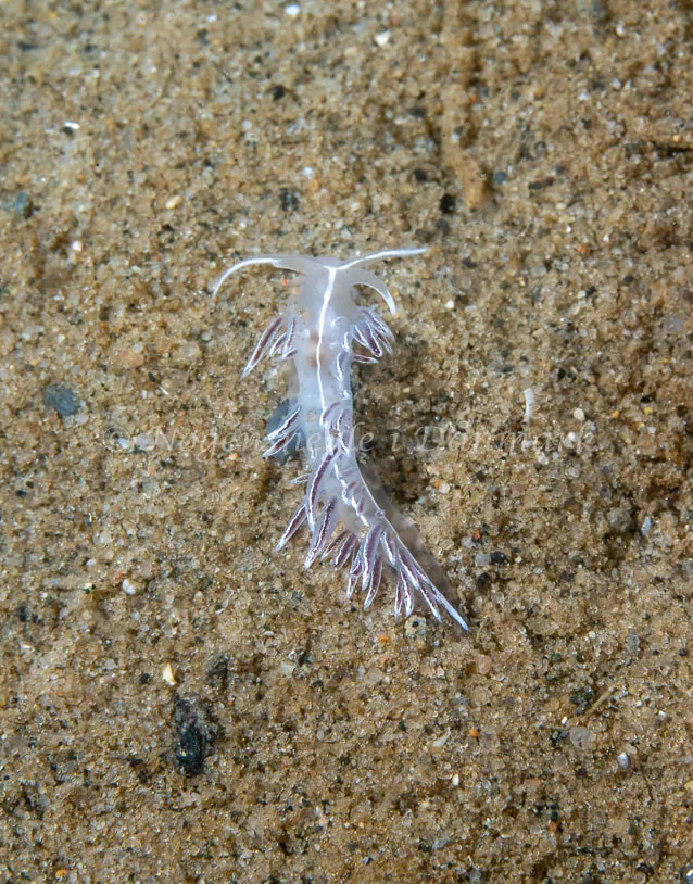 Gulenia monicae - Lyngsbo Strand - Foto: Tina Hindal