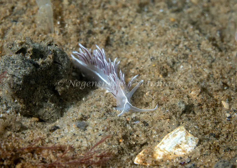 Gulenia monicae - Lyngsbo Strand - Foto: Tina Hindal