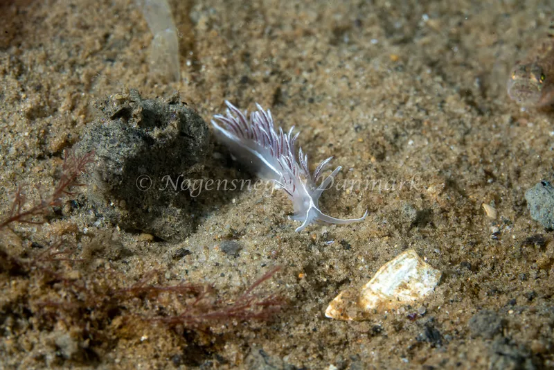 Gulenia monicae - Lyngsbo Strand - Foto: Tina Hindal