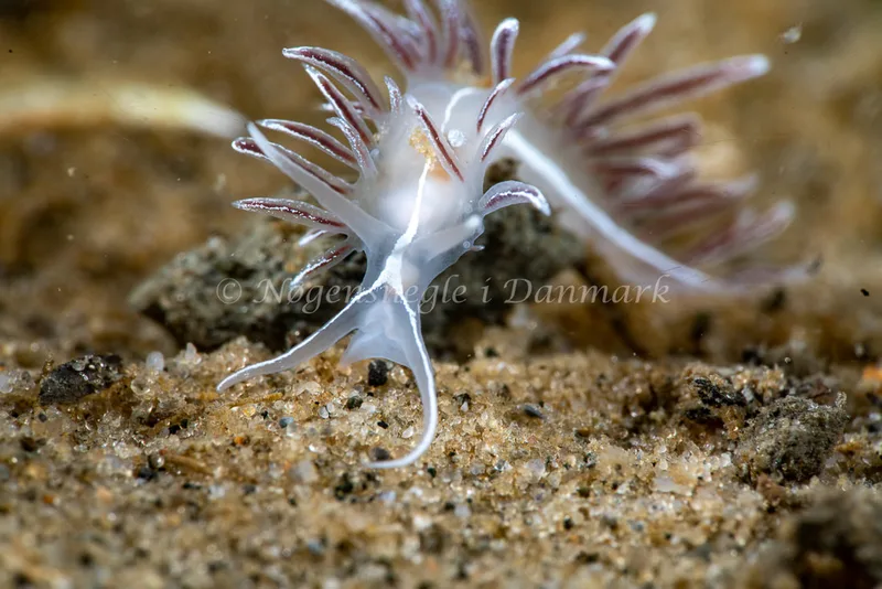 Gulenia monicae - Lyngsbo Strand - Foto: Tina Hindal