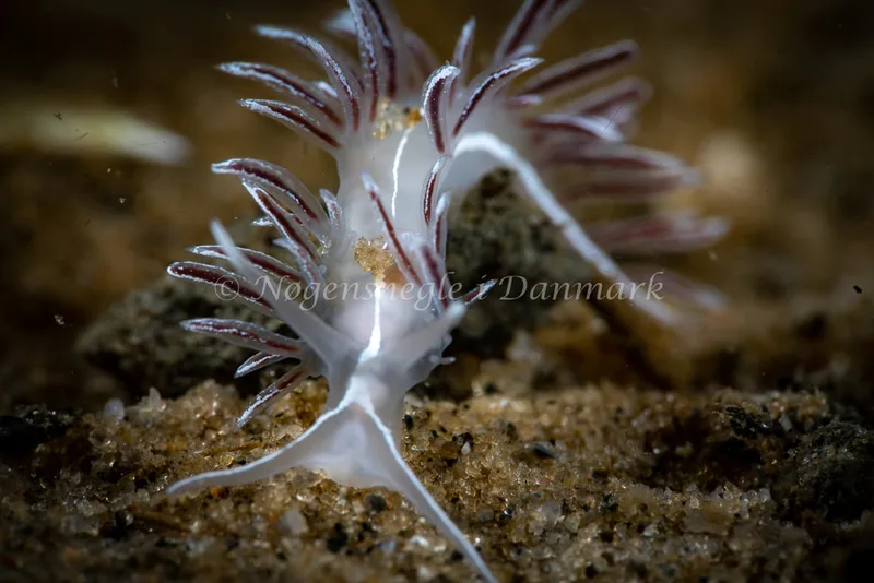 Gulenia monicae - Lyngsbo Strand - Foto: Tina Hindal