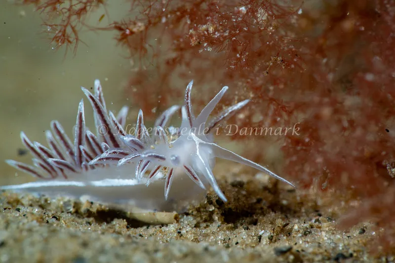 Gulenia monicae - Lyngsbo Strand - Foto: Tina Hindal