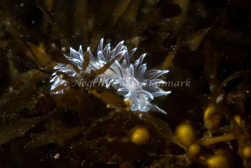 Gulenia monicae - Lyngsbo Strand - Foto: Tina Hindal