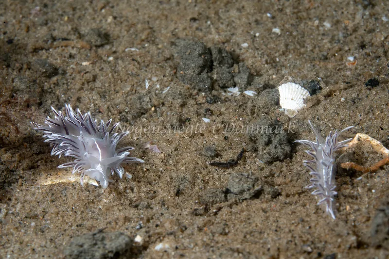 Gulenia monicae - Lyngsbo Strand - Foto: Tina Hindal