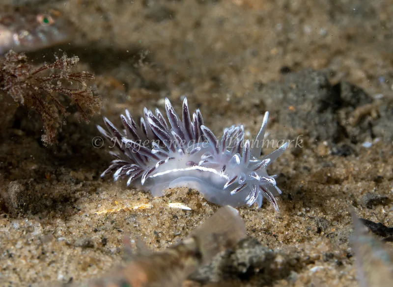 Gulenia monicae - Lyngsbo Strand - Foto: Tina Hindal