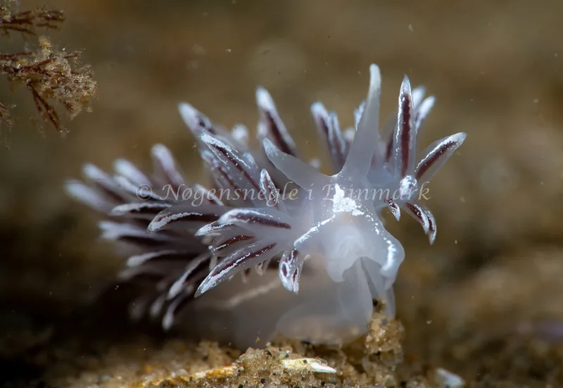 Gulenia monicae - Lyngsbo Strand - Foto: Tina Hindal