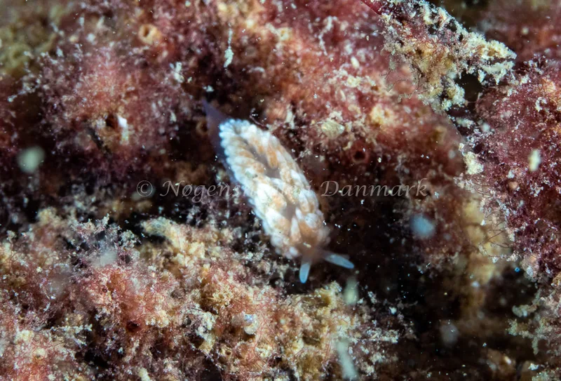 Aeolidiella glauca - Aarhus Ø Havn - Foto: Tina Hindal