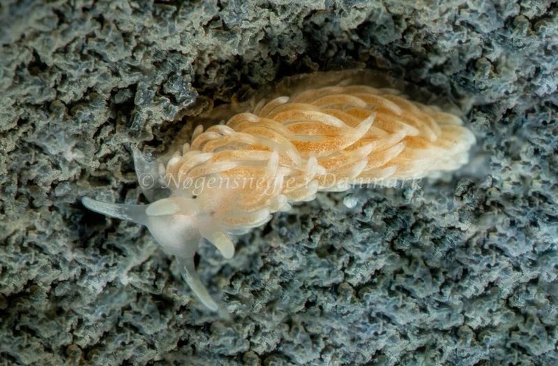 Aeolidiella glauca - Aarhus Ø Havn - Foto: Tina Hindal