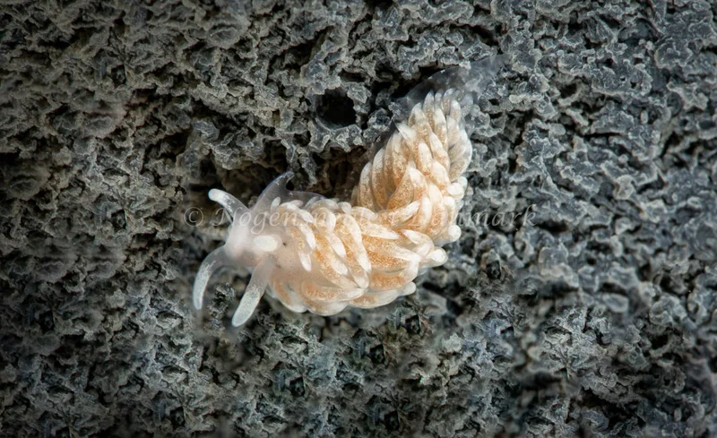 Aeolidiella glauca - Aarhus Ø Havn - Foto: Tina Hindal