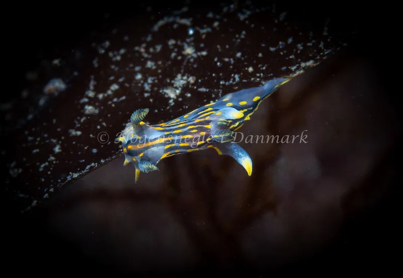 Polycera quadrilineata - Ammoniakhavnen - Foto: Tina Hindal