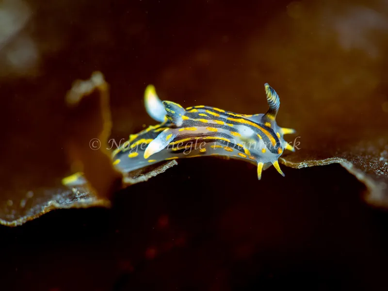 Polycera quadrilineata - Ammoniakhavnen - Foto: Tina Hindal