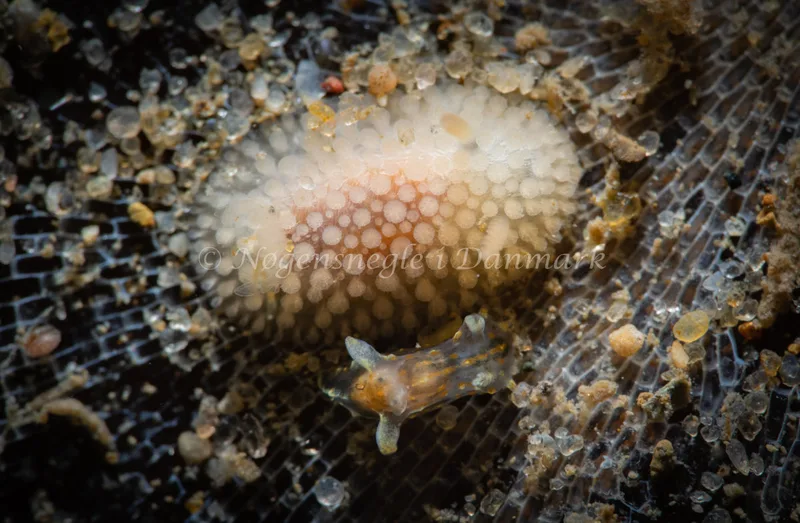 Onchidoris muricata - Ammoniakhavnen - Foto: Tina Hindal