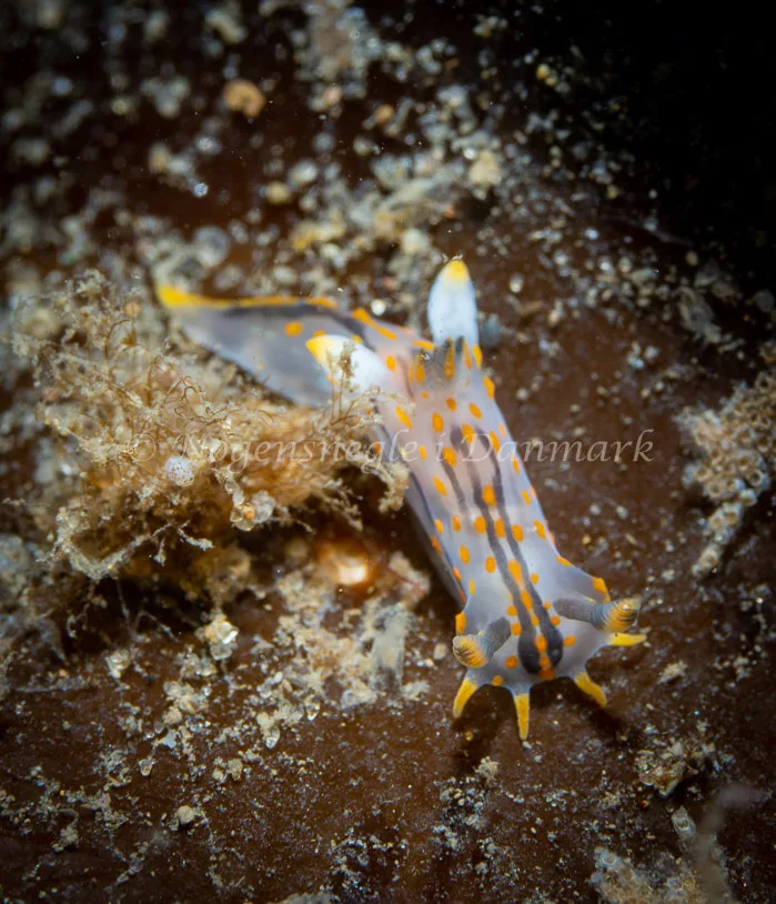 Polycera quadrilineata - Ammoniakhavnen - Foto: Tina Hindal
