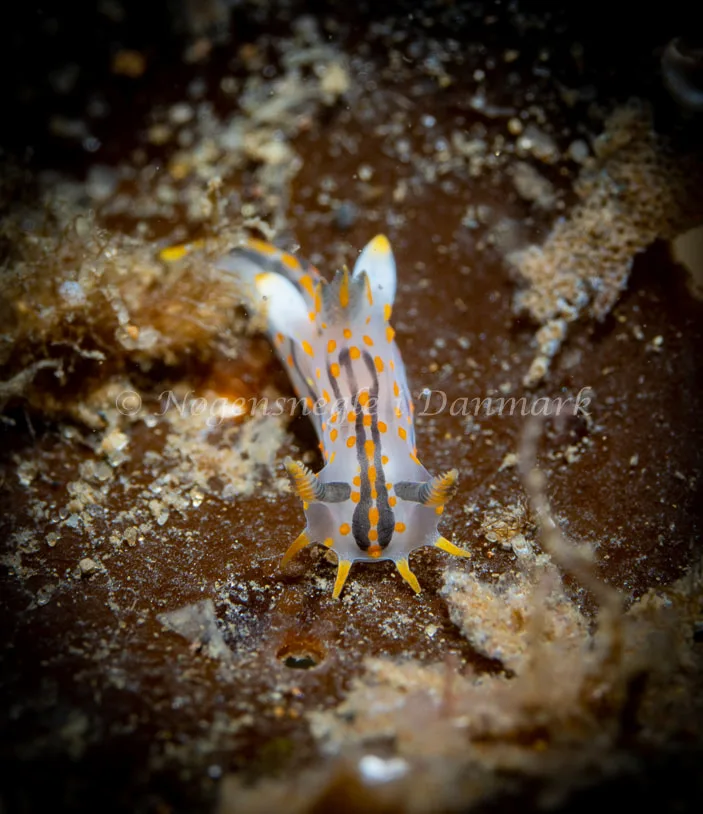 Polycera quadrilineata - Ammoniakhavnen - Foto: Tina Hindal