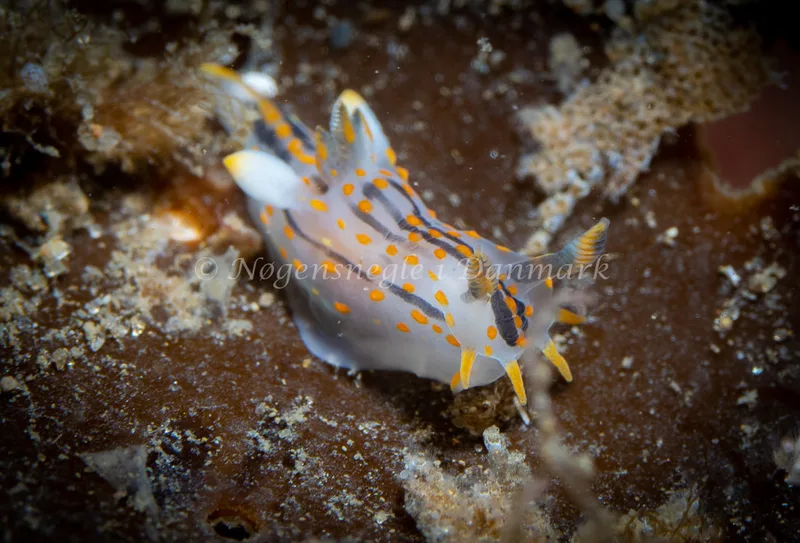 Polycera quadrilineata - Ammoniakhavnen - Foto: Tina Hindal