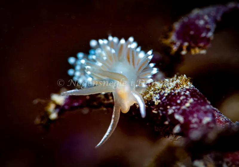Coryphella verrucosa - Ammoniakhavnen - Foto: Tina Hindal