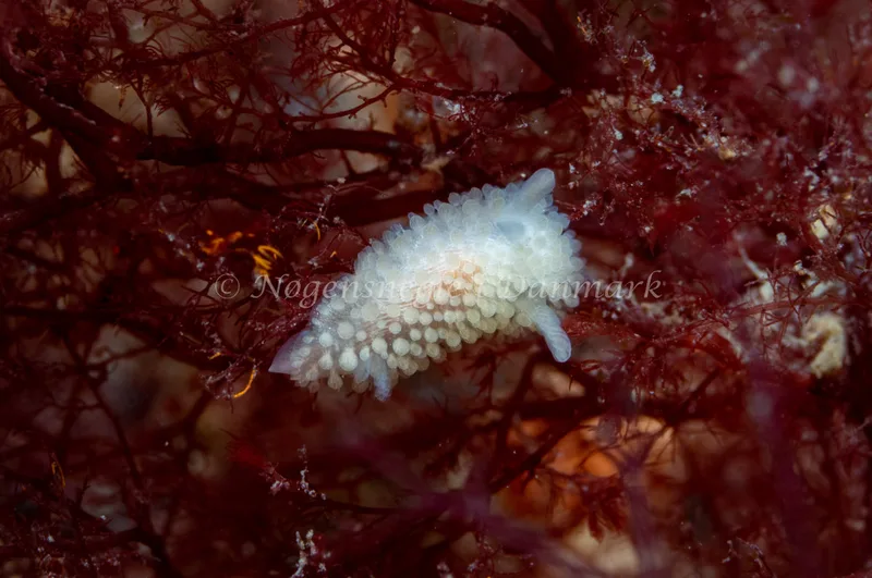 Onchidoris muricata - Ammoniakhavnen - Foto: Tina Hindal
