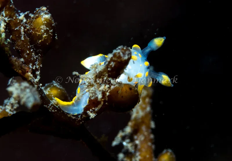 Polycera quadrilineata - Ammoniakhavnen - Foto: Tina Hindal