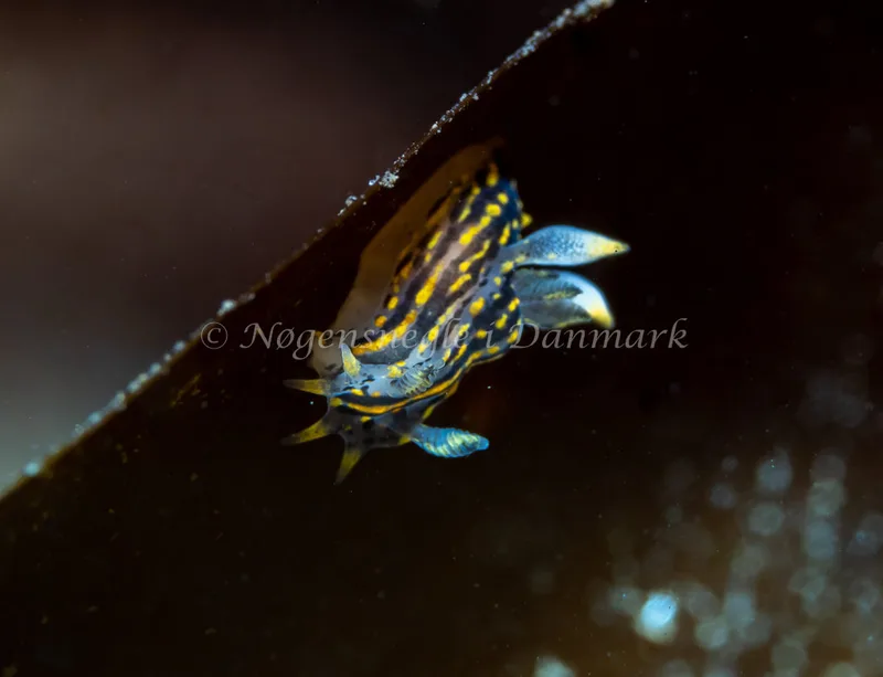 Polycera quadrilineata - Ammoniakhavnen - Foto: Tina Hindal