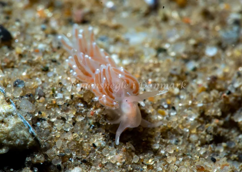 Facelina bostoniensis - Ammoniakhavnen - Foto: Tina Hindal