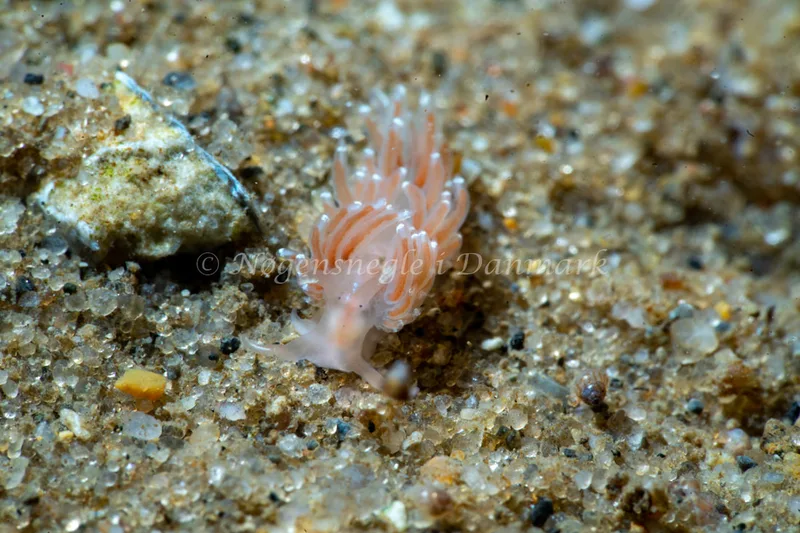 Facelina bostoniensis - Ammoniakhavnen - Foto: Tina Hindal