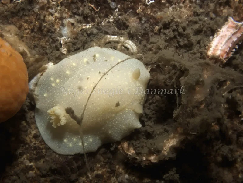 Cadlina laevis - Hven Prammen (Vrag) - Øresund - Foto: Kenneth Krull