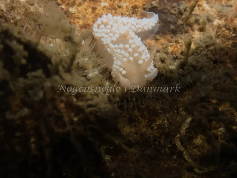 Coryphella verrucosa - Hven Prammen (Vrag) - Øresund - Foto: Kenneth Krull